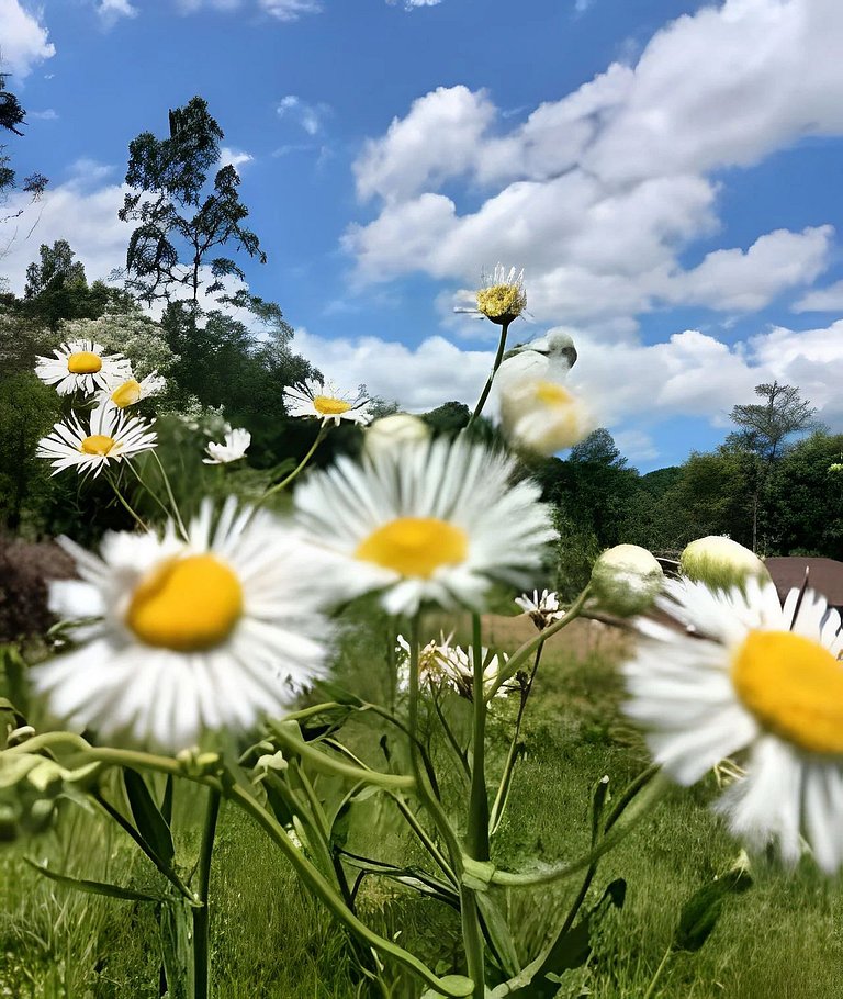Natureza & Piscina | Casas Rústicas com Pesca Recreativa ,SP