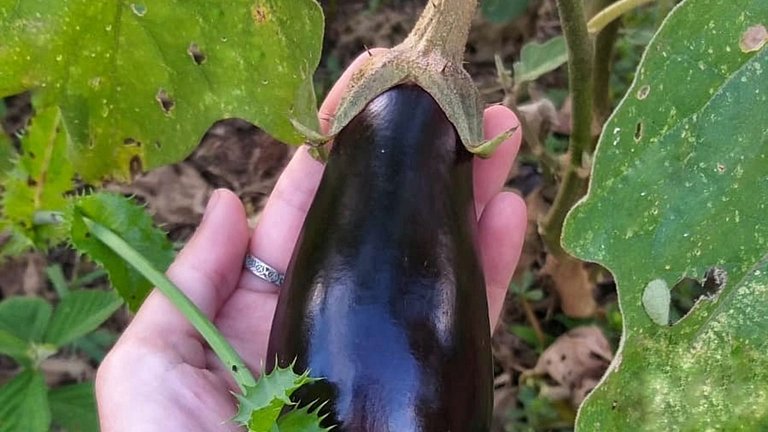 Casas rurales con piscina y pesca en Juquitiba, SP